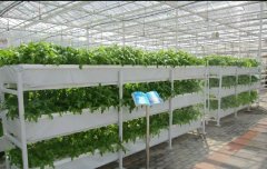 使用康柏宇PC陽(yáng)光板的溫室大棚室